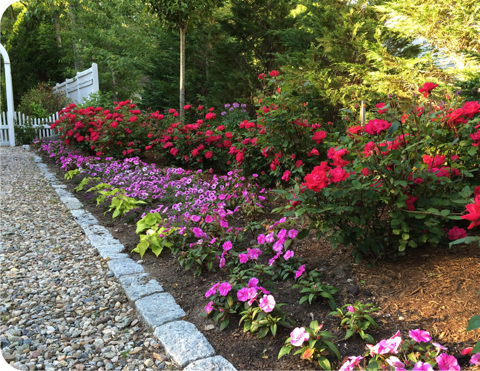 Cape Cod Plant Care